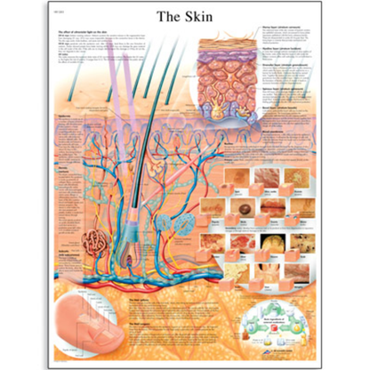 3B Scientific VR1283L The Skin Chart, Laminated
